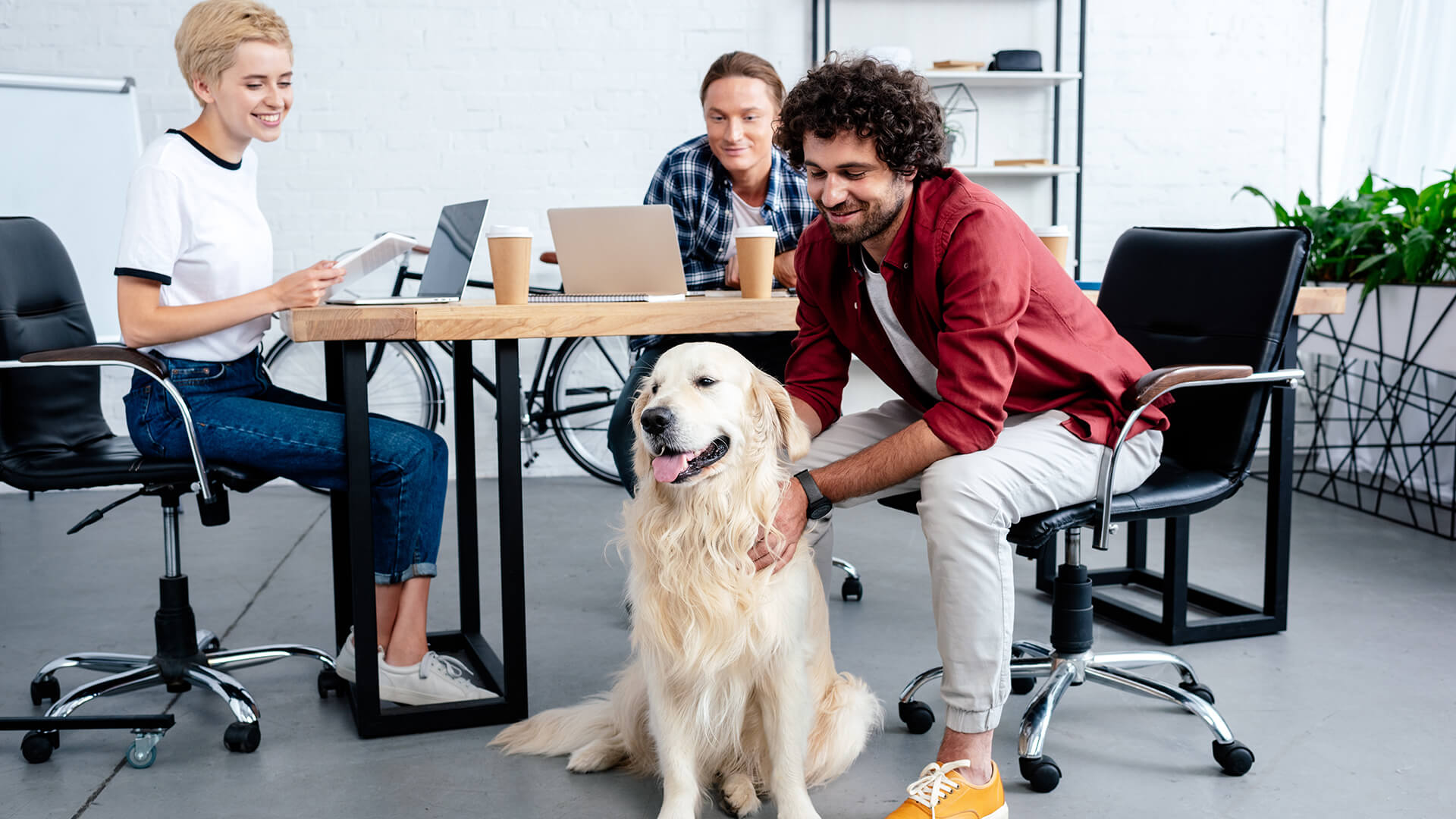 office dog