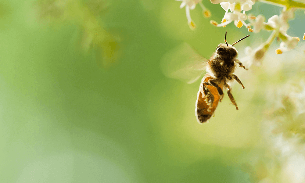 EU ban on bee-harming pesticides