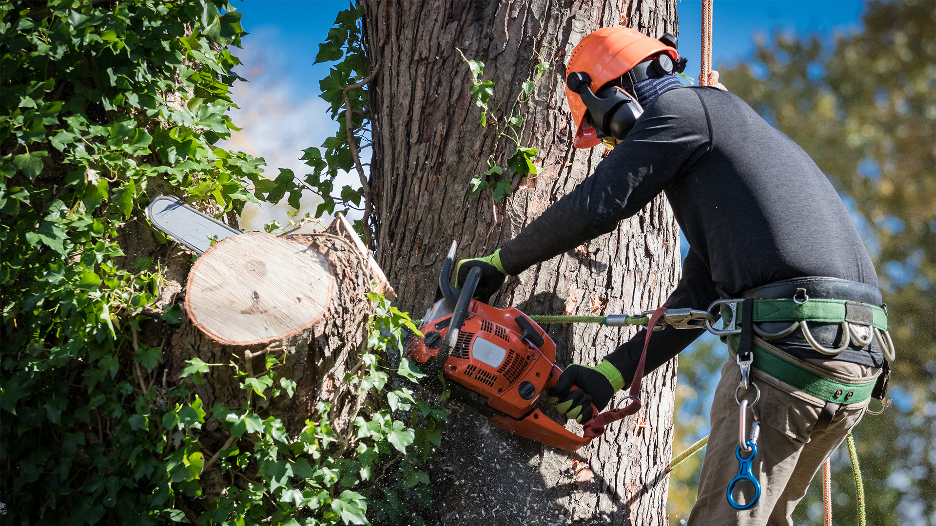 Man in safety harnesses and helmet cuts down large tree sections with chainsaw.