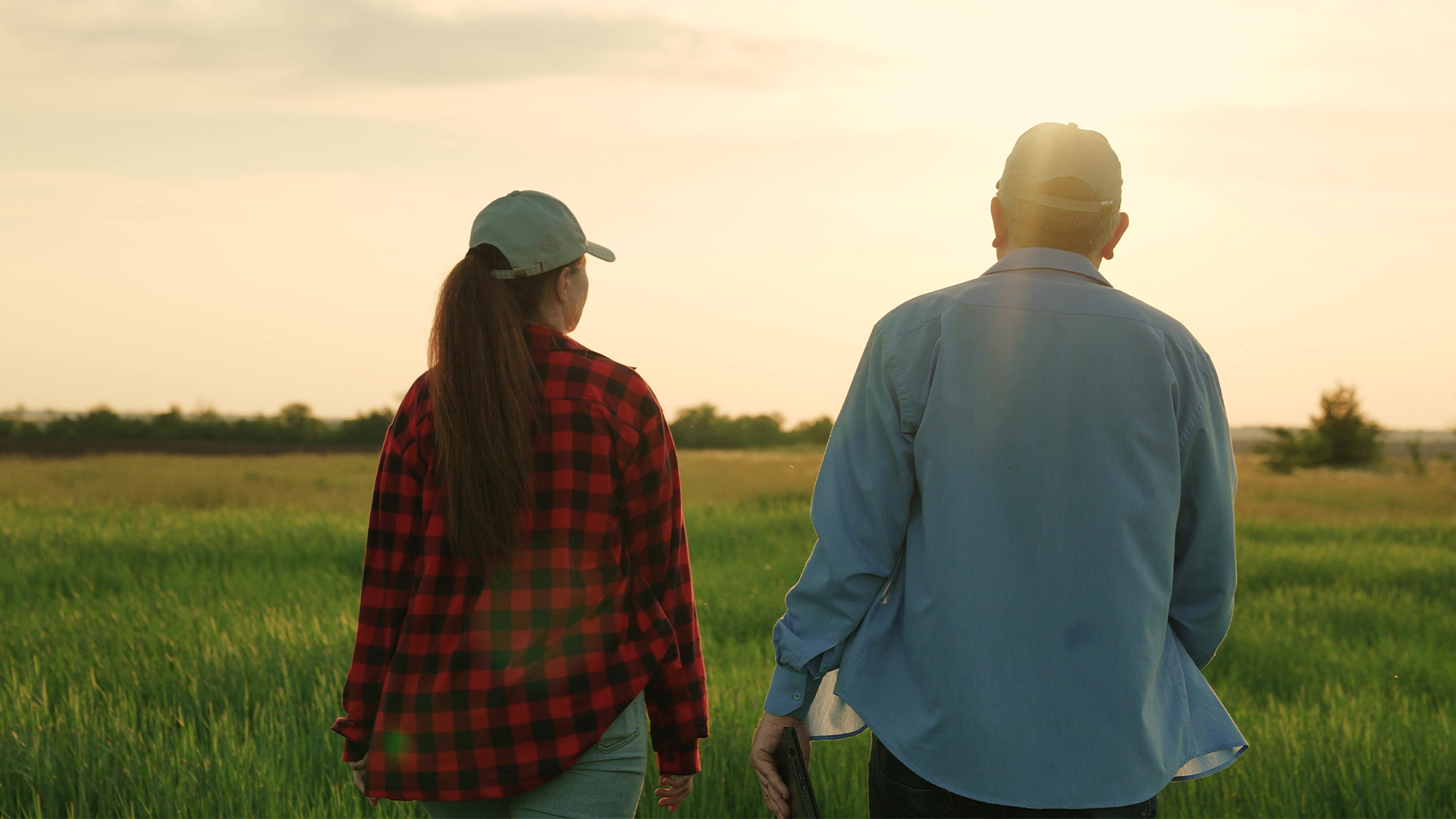 agriculture industry, two farmers work green field at sunset, field wheat, growing green plants