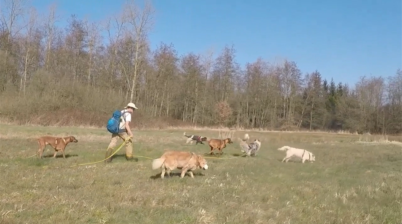 Winner small image - Hondenwandelaar Chris