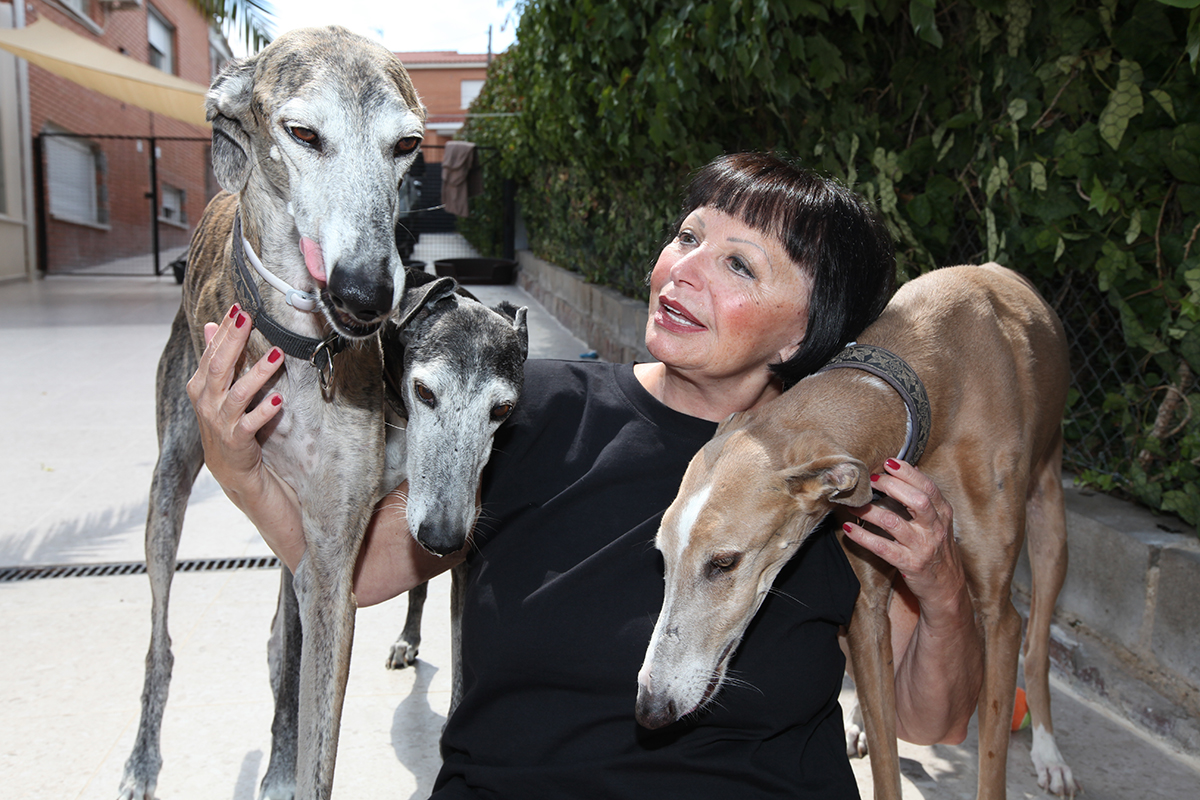 Winner small image - Greyhounds in Nood Belgium
