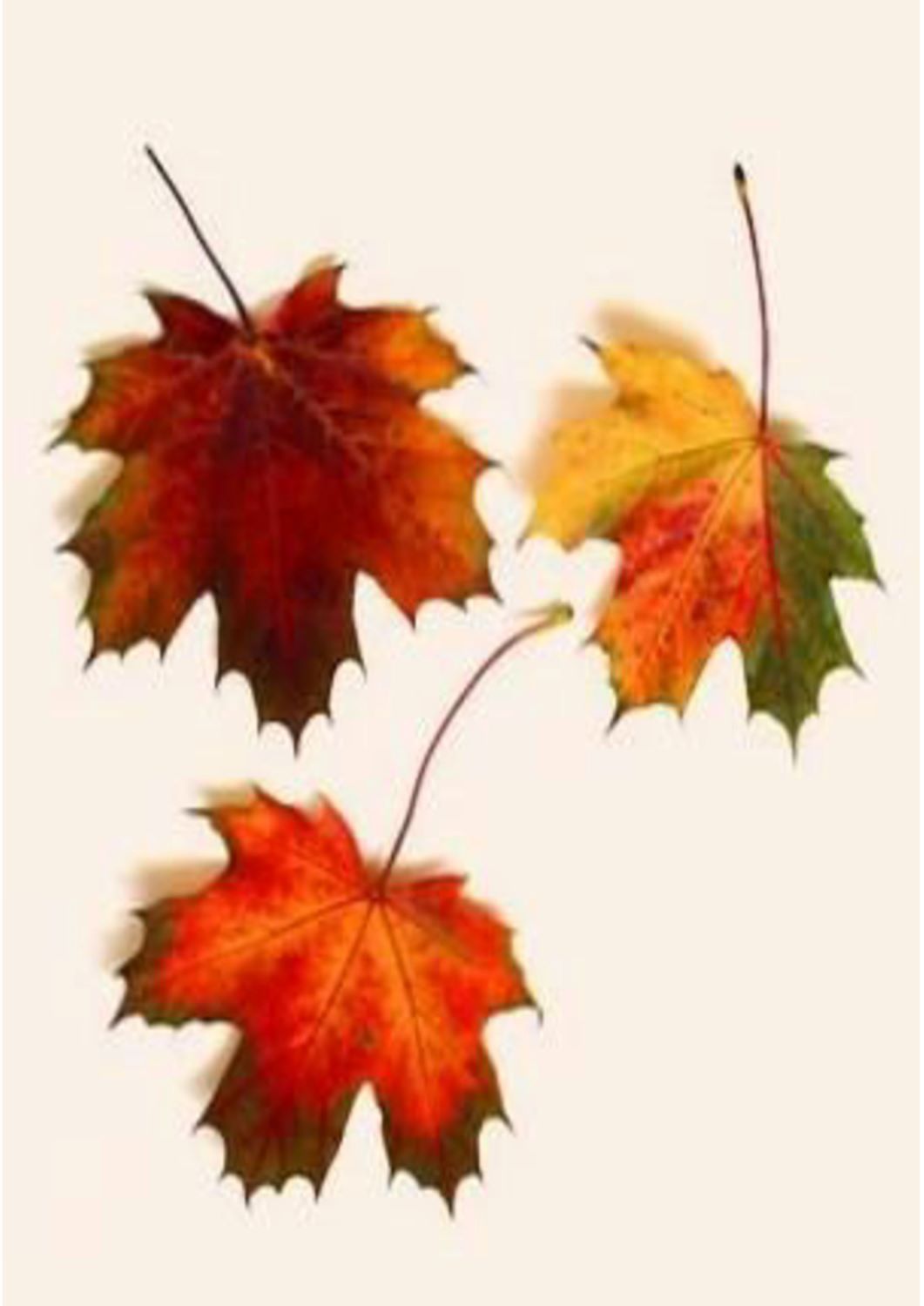 Winner small image - Demenzberatung “Seniorenberatung Online”