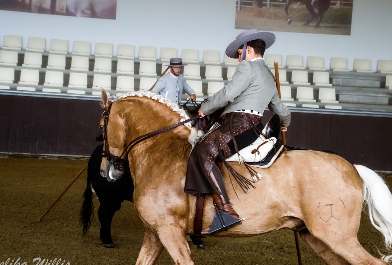 Winner small image - EVENHORSE SL