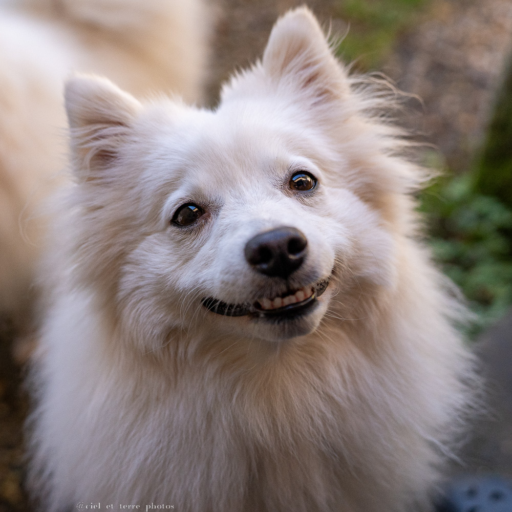 Winner small image - Just For Pets