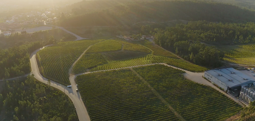Winner small image - Sociedade Agricola Boas Quintas